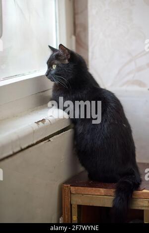 Un chat noir est assis près de la fenêtre, penché sur un vieux seuil de fenêtre en bois, et donne sur la rue Banque D'Images
