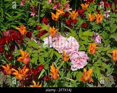 gros plan tulipes rouges et orange (Tulipa) avec pivoines chinoises roses Fleurs (Paeonia lactiflora) Banque D'Images