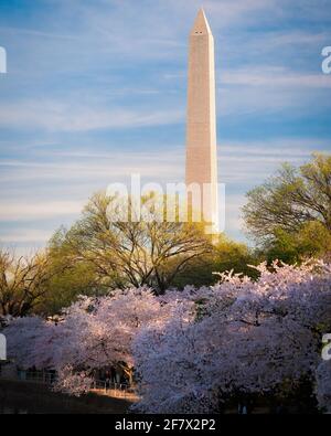 Magnifiques cerisiers en fleurs et greens au printemps le long du bassin de Tidal à Washington DC avec le Washington Monument en arrière-plan. Banque D'Images