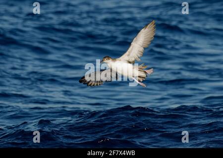 Yelkouan Shearwater (Puffinus yelkouan) survolant la mer Méditerranée Banque D'Images