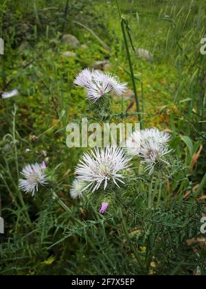 Fleurs galactites tomentosa moench sanglier plantes de chardon dans la nature Banque D'Images