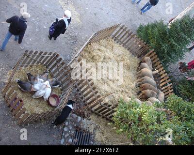 Ingrédients pour le dîner de Noël - les oies et les moutons sont enfermés dans la cour du Château Royale, Collioure France pendant le marché de Noël. Banque D'Images