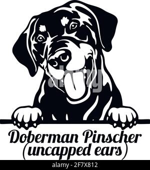 Doberman Pinscher chien de Pékin - tête isolée sur blanc Illustration de Vecteur