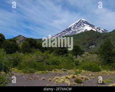 Vue sur le volcan Lanin avec arbres d'Araucaria Banque D'Images