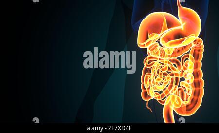 anatomie du système digestif du corps humain. illustration 3d Banque D'Images