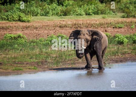 Éléphant de brousse africain buvant dans un lac dans le parc national Kruger, Afrique du Sud ; famille des espèces Loxodonta africana d'Elephantidae