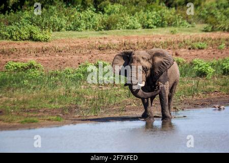 Éléphant de brousse africain buvant dans un lac dans le parc national Kruger, Afrique du Sud ; famille des espèces Loxodonta africana d'Elephantidae Banque D'Images