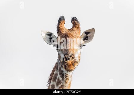 Vue de face du portrait de girafe isolée sur fond blanc dans le parc national Kruger, Afrique du Sud ; famille de Giraffa cameloparalis Banque D'Images