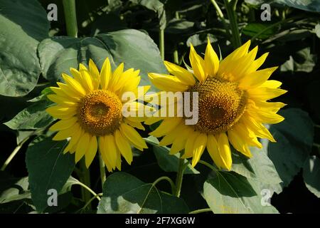 Deux grands magnifiques tournesols. Tournesols jaunes fleuris. Banque D'Images