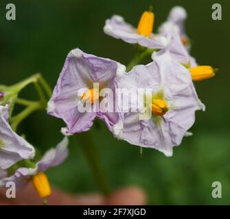 SOLANUM TUBEROSUM fleur de pomme de terre Banque D'Images