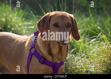 Portrait d'un adorable chien de couleur miel avec une laisse pourpre dehors pour une promenade au soleil Banque D'Images