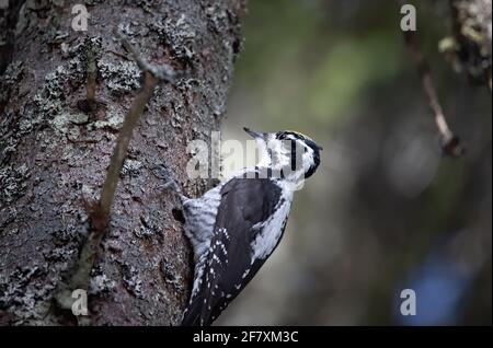 Pic à trois doigts Picoides tridactylus sur un arbre à la recherche de nourriture au coucher et au lever du soleil. La meilleure photo. Banque D'Images