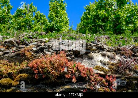 DEU, Deutschland, Rheinland-Pfalz, Zell, 19.05.2020: Schieferboden über einer Trockensteinmauer mit typischem Bewuchs von Flechten, Moosen und Mauerpf Banque D'Images