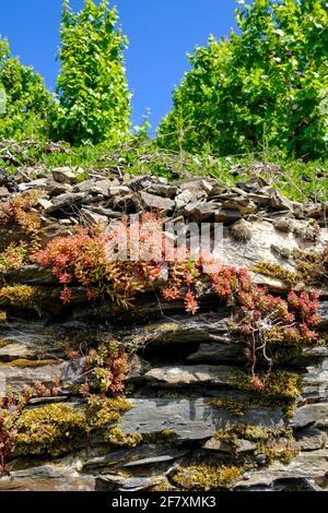 DEU, Deutschland, Rheinland-Pfalz, Zell, 19.05.2020: Schieferboden über einer Trockensteinmauer mit typischem Bewuchs von Flechten, Moosen und Mauerpf Banque D'Images