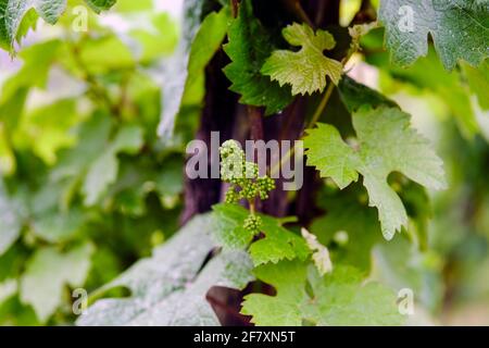 DEU, Deutschland, Rheinland-Pfalz, Zell, 23.05.2020: Anfänge einer Weintraube im Mai in einem Weinberg BEI Zell an der Mittelmosel Banque D'Images