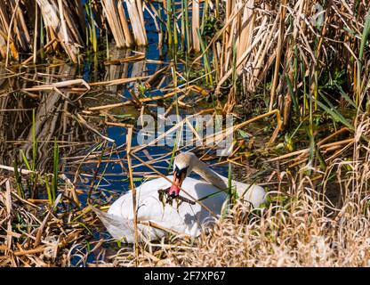 East Lothian, Écosse, Royaume-Uni, 10 avril 2021. Météo au Royaume-Uni : œufs pondus en paire de cygnes. Cette femme muette cygne a eu une année mouvementée, perdant un des 4 cygnets l'année dernière ainsi que son partenaire. Elle a élevé 3 juvéniles jusqu'à ce que la pression froide de février ait gelé le réservoir. Ils ont tous disparu mais la femelle est retournée avec un nouveau mâle et le processus a recommencé. Deux œufs sont apparus dans le nouveau nid que les cygnes continuent de construire. Les cygnes prennent 12-24 heures pour pondre un œuf à la fois, donc on s'attend à plus. Le cygne femelle tirant sur les roseaux pour construire le nid Banque D'Images