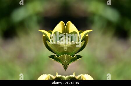 Euonymus japonicus (broche japonaise) laisse sur une composition abstraite. Banque D'Images