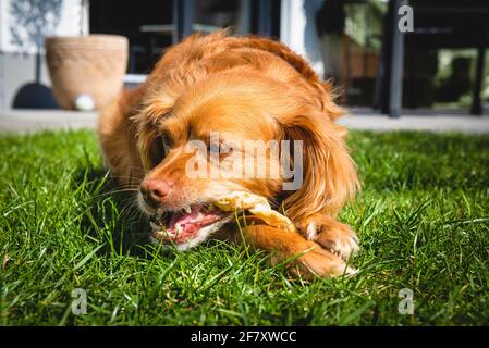 Chien de mélange de spaniel brun couché dans l'herbe verte dans un jardin mâchant sur un bâton de nourriture Banque D'Images