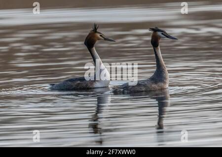 Paire de grands grebes à crête, Podiceps cristatus, spectacle de vaisseau d'audience au printemps. Les niveaux de Somerset. Banque D'Images