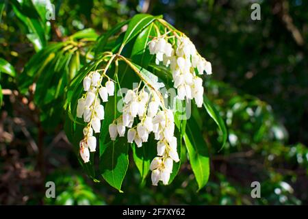 Grappes de fleurs blanches d'une Andromède japonaise (Pieris Japonica) arbuste avec un arrière-plan principalement flou de feuilles vert vif et ombres Banque D'Images