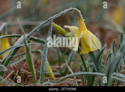 Jonarcisse sauvage, Narcisse pseudo-narcisse ssp. Pseudo-narcisse, qui grandit sauvage le matin d'une matinée glacielle dans la vallée du Teign, Devon. Banque D'Images