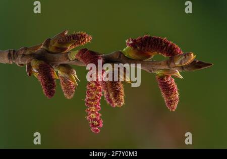 Des chatons mâles de peupliers noirs indigènes, Populus nigra subsp. Betulifolia, au début du printemps. Exmoor, Royaume-Uni. Banque D'Images