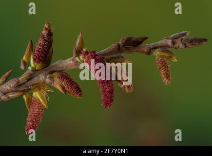 Des chatons mâles de peupliers noirs indigènes, Populus nigra subsp. Betulifolia, au début du printemps. Exmoor, Royaume-Uni. Banque D'Images