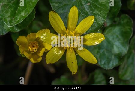 Fleur de moindre celandine, Ficaria verna, en fleur au début du printemps. Banque D'Images