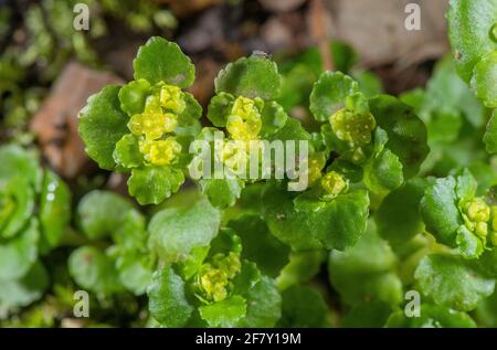 Saxifrage doré à feuilles opposées, Chrysosplenium oppositifolium, en fleur dans les bois ombragés au début du printemps. Dorset. Banque D'Images