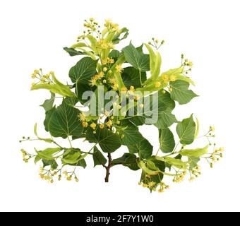 Feuilles vertes de lilas ou de syringa, isolées sur fond blanc. Banque D'Images
