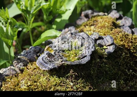 Log de mousse avec les nombreux champignons polypores zonés (Coriolus versicolor) qui poussent dessus, North Pennines, Teesdale, Royaume-Uni Banque D'Images