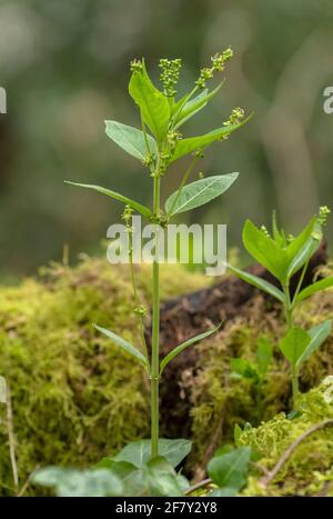 Mercurialis perennis, le mercure du chien, en fleur dans les bois au début du printemps. Plantes mâles. Banque D'Images