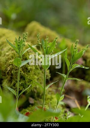 Mercurialis perennis, le mercure du chien, en fleur dans les bois au début du printemps. Plantes mâles. Banque D'Images