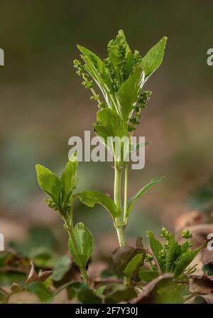 Mercurialis perennis, le mercure du chien, en fleur dans les bois au début du printemps. Plantes mâles. Banque D'Images