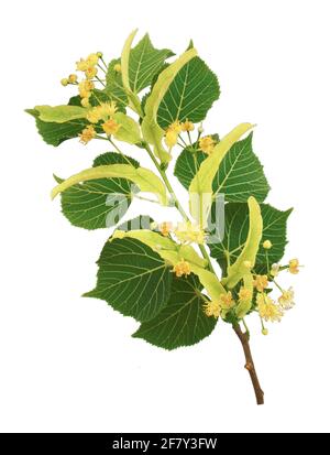 Linden branche fleur isolée sur fond blanc Banque D'Images
