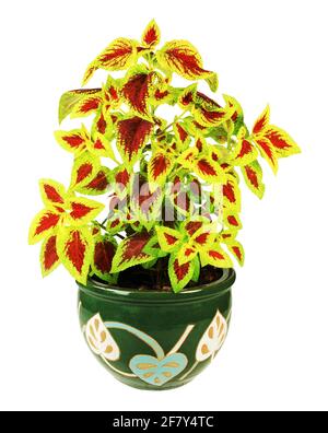 Belle plante de coleus dans un pot décoré, isolée sur fond blanc Banque D'Images