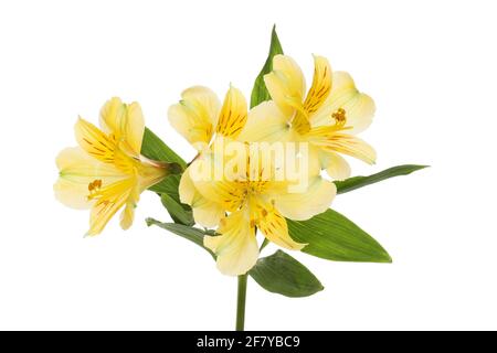 L'alstroemeria jaune fleurs et feuillage isolés contre white Banque D'Images