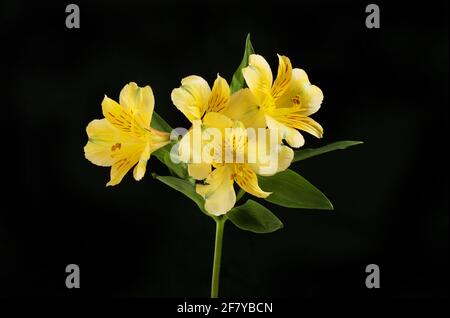 Fleurs d'alstroemeria jaunes isolées contre le noir Banque D'Images