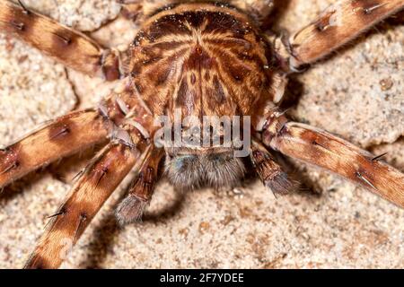 Huntsman Spider, Stone Horse Cave, Mulu, Malaisie Banque D'Images