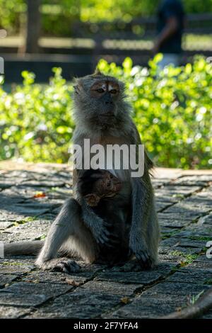 macaque à queue d'ong, mère et babe, réservoir MacRitchie singapour Banque D'Images