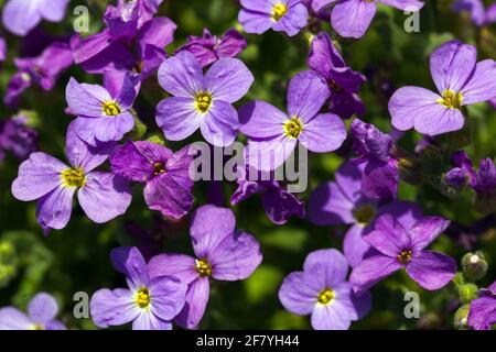 Aubrieta Grandiflora gros plan têtes de fleurs Banque D'Images