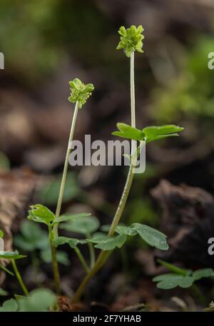 Moschatel, Adoxa moschatellina, en fleur dans les bois au début du printemps. Banque D'Images