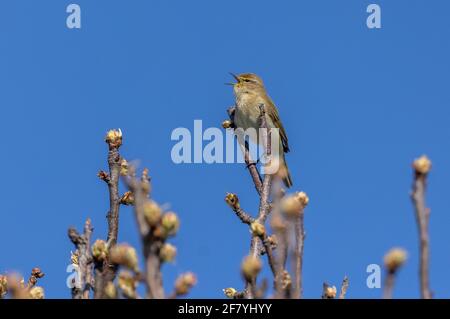 Male Common chifftf, Phylloscopus collybita, chantant immédiatement après son arrivée au Royaume-Uni. Banque D'Images