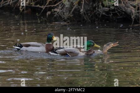 Deux Mallards mâles, Anas platyrhynchos, tentent de s'accoupler avec une femelle unique. Ressort. Banque D'Images