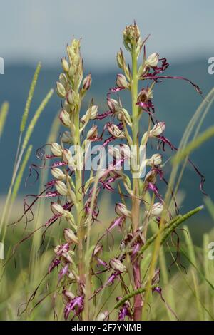 Orchidées de lézard (Himantoglossum hircinum) Banque D'Images