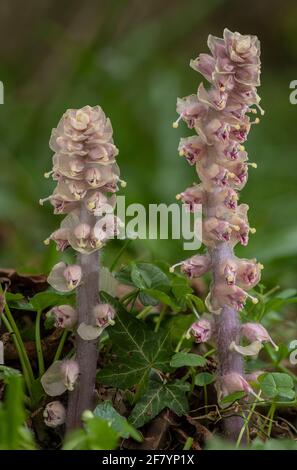 Towort, Lathraea squamaria, en fleur au printemps. Parasite sur les racines de Hazel (et de l'érable de campagne) Banque D'Images