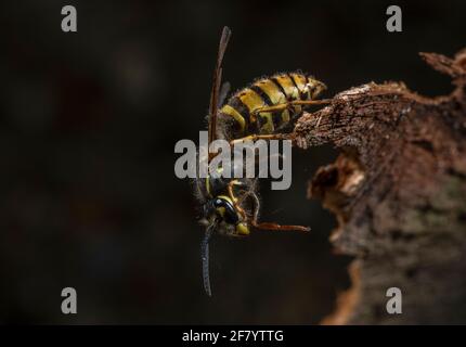 Queen Common Wasp, Vespula vulgaris, recueillant de la pâte de bois après avoir émergé de l'hibernation. Banque D'Images