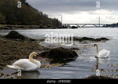 Cygnes dans la rade de Brest à Plougastel-Daoulas Banque D'Images