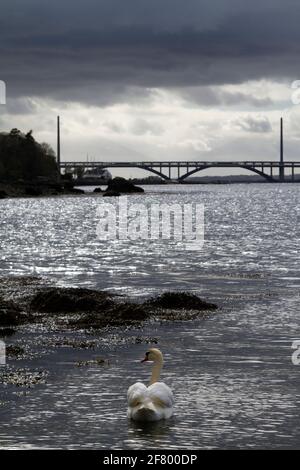 Cygnes dans la rade de Brest à Plougastel-Daoulas Banque D'Images