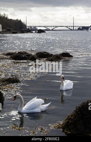 Cygnes dans la rade de Brest à Plougastel-Daoulas Banque D'Images